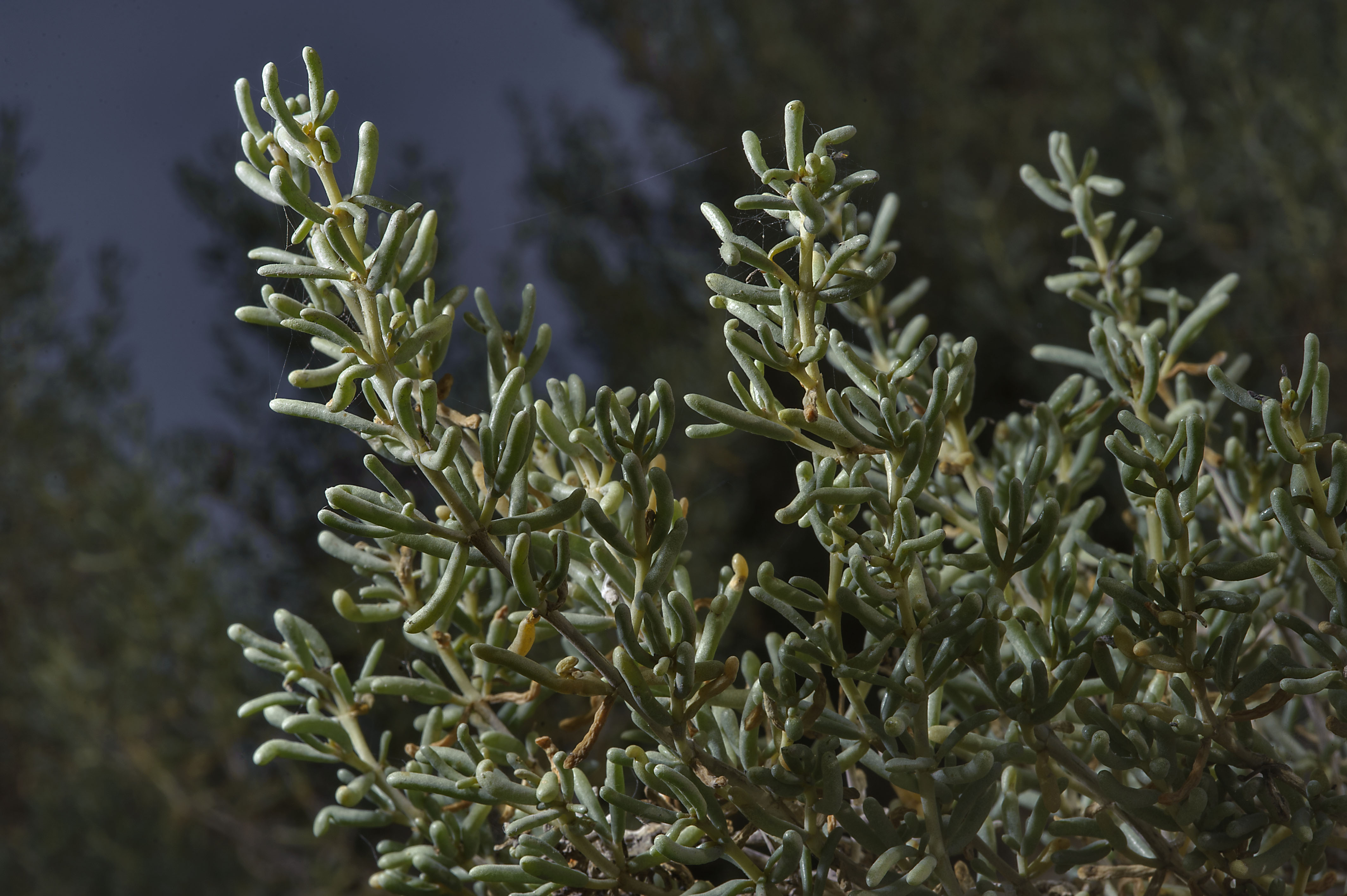 green ushnan